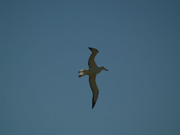 Albatross