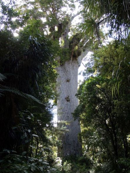 Kauri