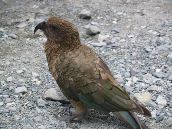 Kea