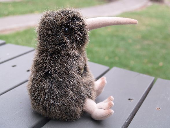 Kiwi